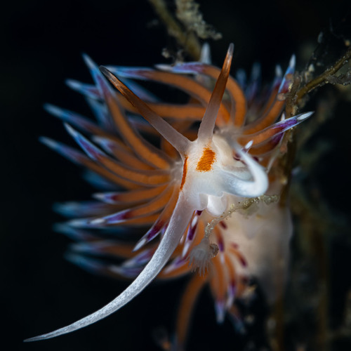 Mediterranean Cratena