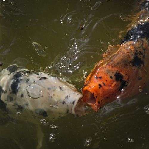 The Water Kiss