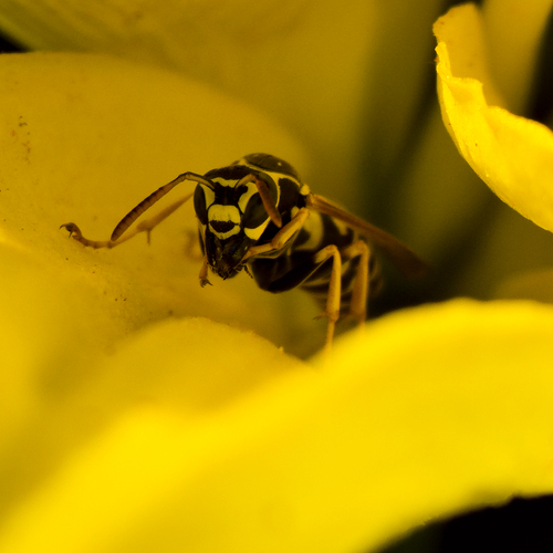 Microcosmos