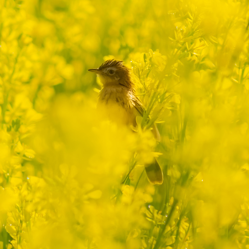 Photo #13813666