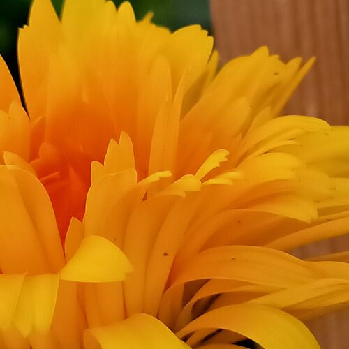 Photo #13813713