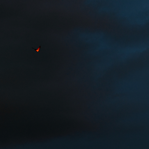 Photo #13813809