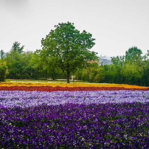 Colors of Spring