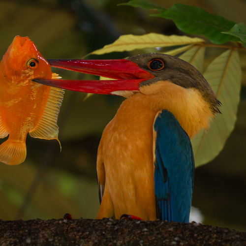 Hunting Skill ( Stork- billed Kingfisher )