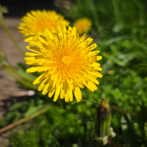 Dandelion