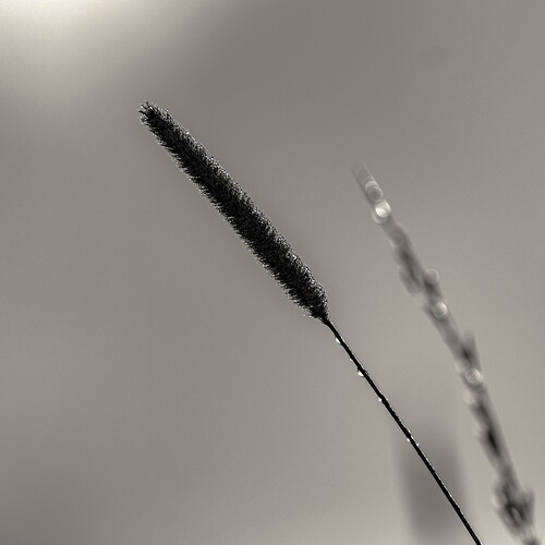 Photo #13815273