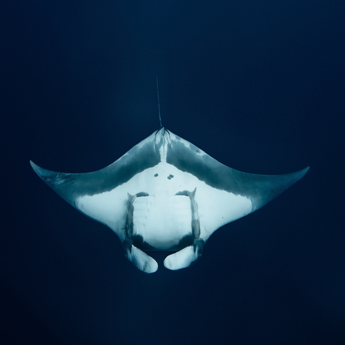 Wings of the Deep