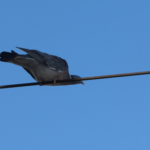 Photo #13815496