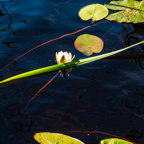 Photo #13815556