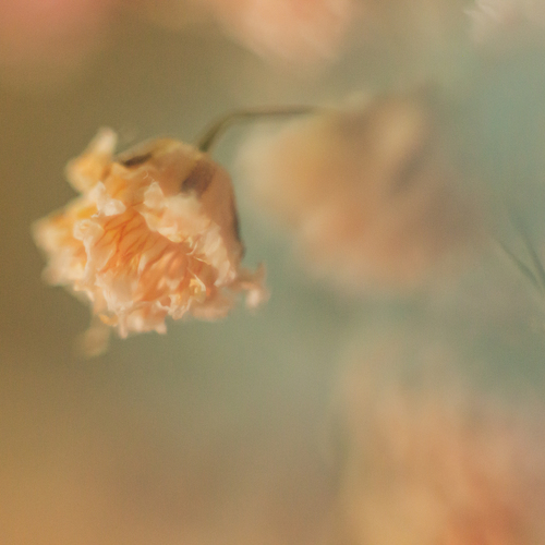 Photo #13815774