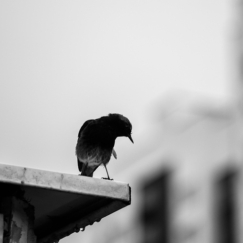 Photo #13816398