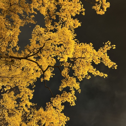 Photo #13816567
