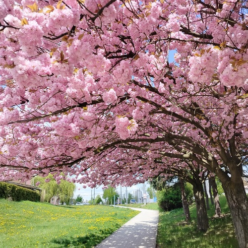 Cherry Blossom Road in the Village