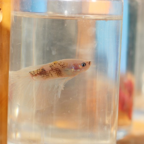 Photo #13816676