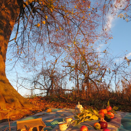 Autumn picnic with apples and tea under tree
