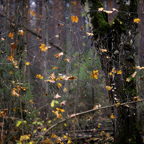 Photo #13817439