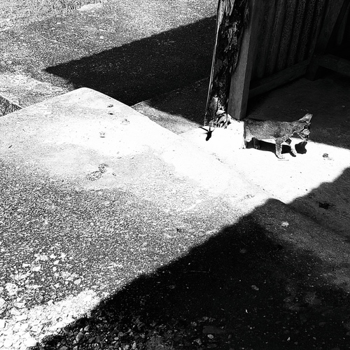 A cat And Shadows