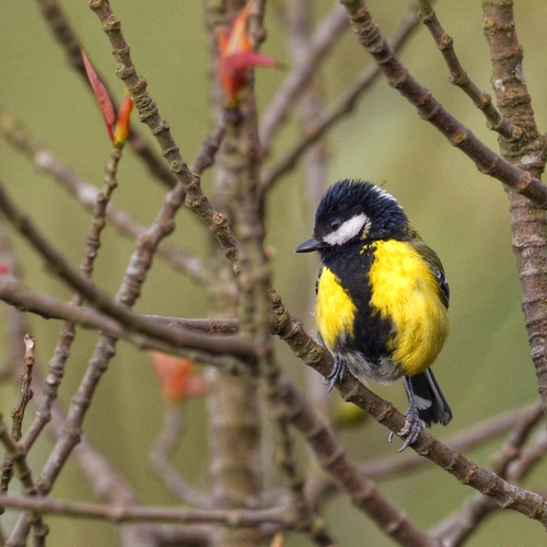 Green backed tit