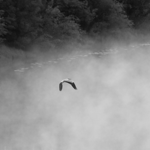 Photo #13818447