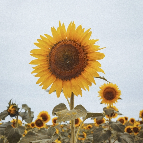 Photo #13818506