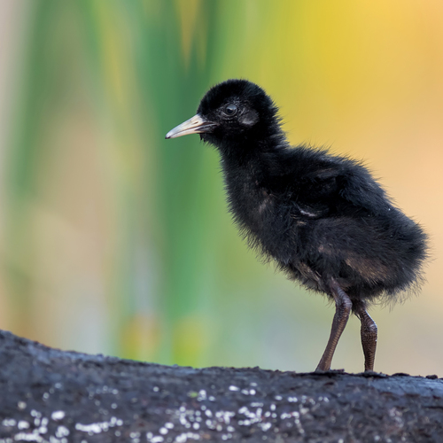 First Steps