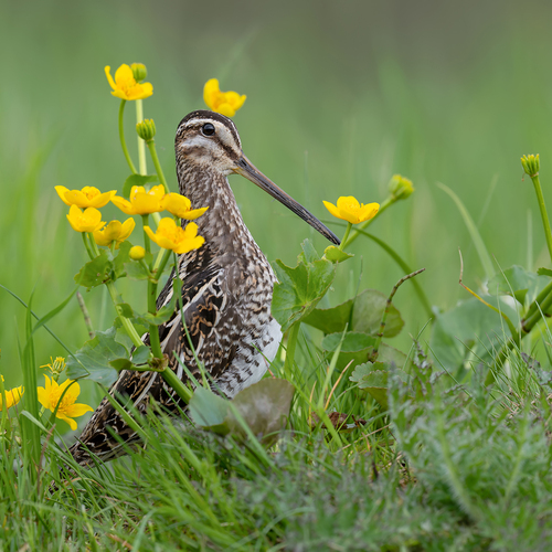 Among the Golden Flowers