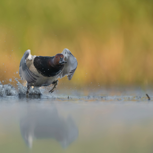 Water Dance