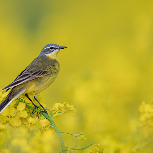 Golden Harmony