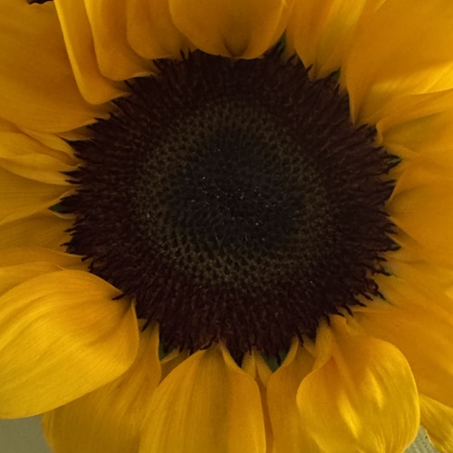 Photo #13819608