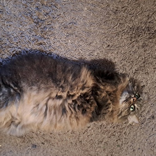 Photo #13819728