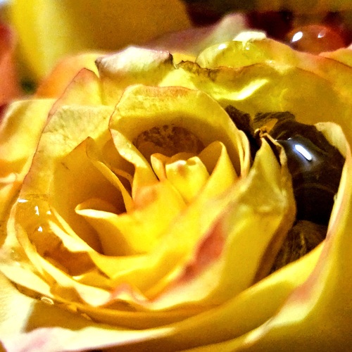 Photo #13820043