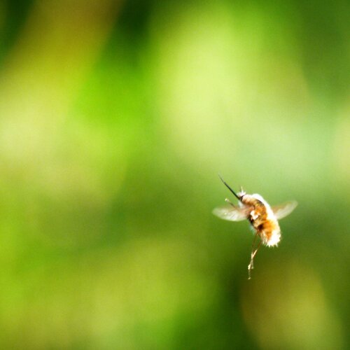 Photo #13820388