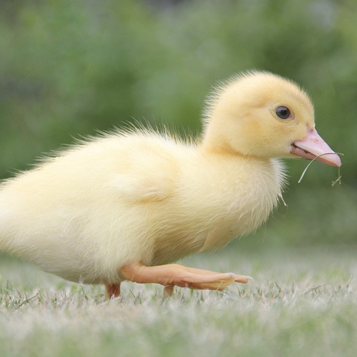 Photo #13820429