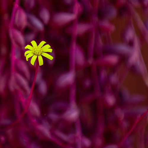 Solitary Bloom