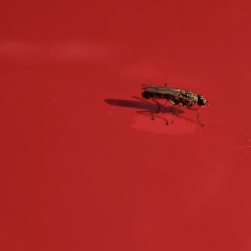 Photo #13820626