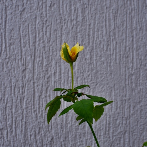 Photo #13821722