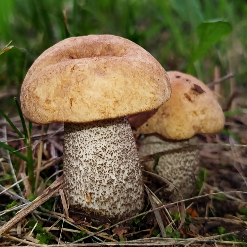 Грибная семейка
