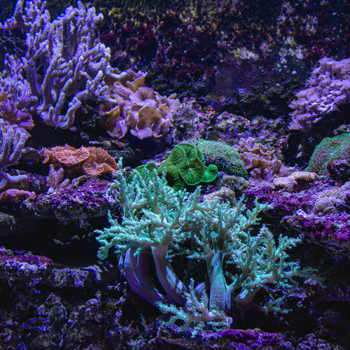 A beautiful detailed close up underwater photograph showing a colorful coral reef ecosystem with vibrant anthozoa soft corals inside a bright aquarium salt water tank during a sunny day