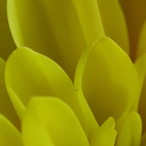 Golden Ears