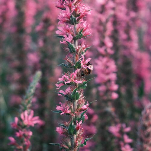 Photo #13822266