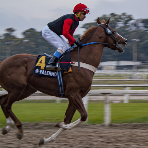 Pure Thoroughbred in Action