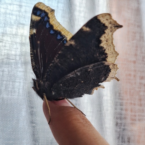 Photo #13823673