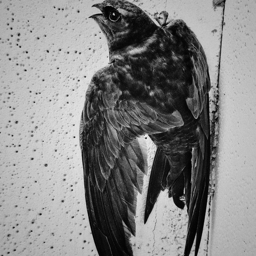 Photo #13823692