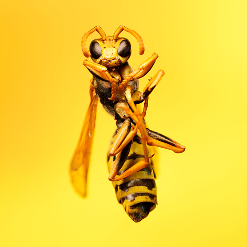 Wasp
