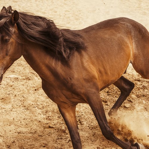 Brujo