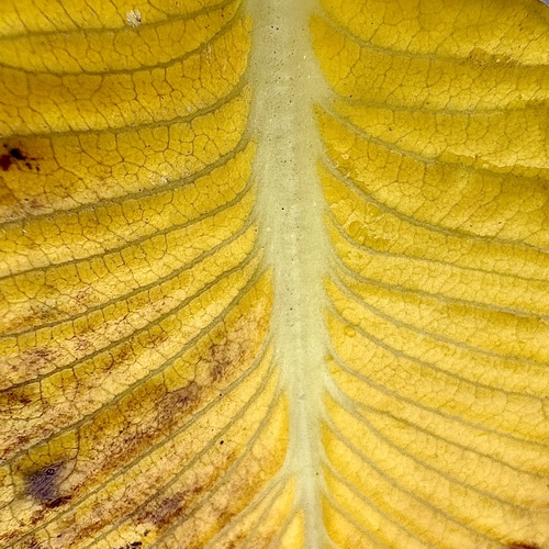 Golden geometry