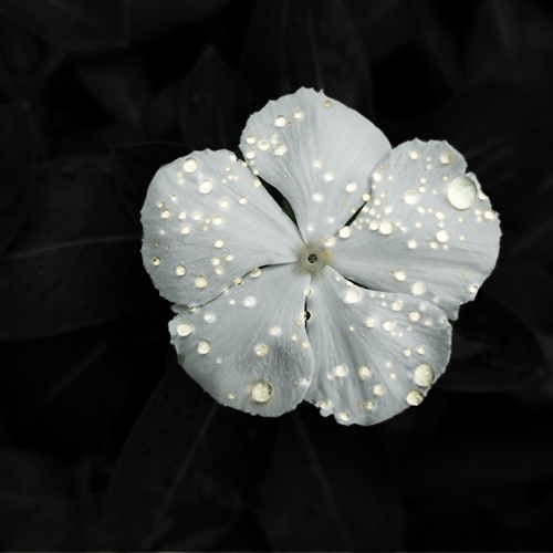 Astral bloom