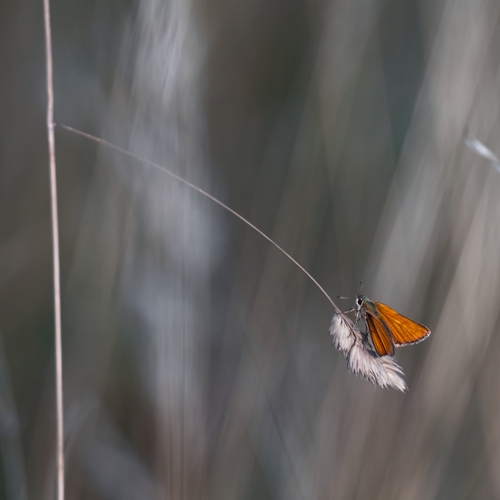 Imprisoned Wings