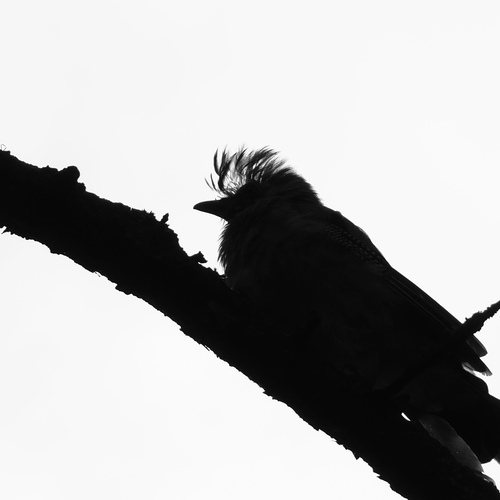 Photo #13826622