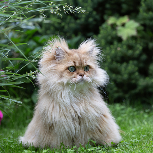 Photo #13826691